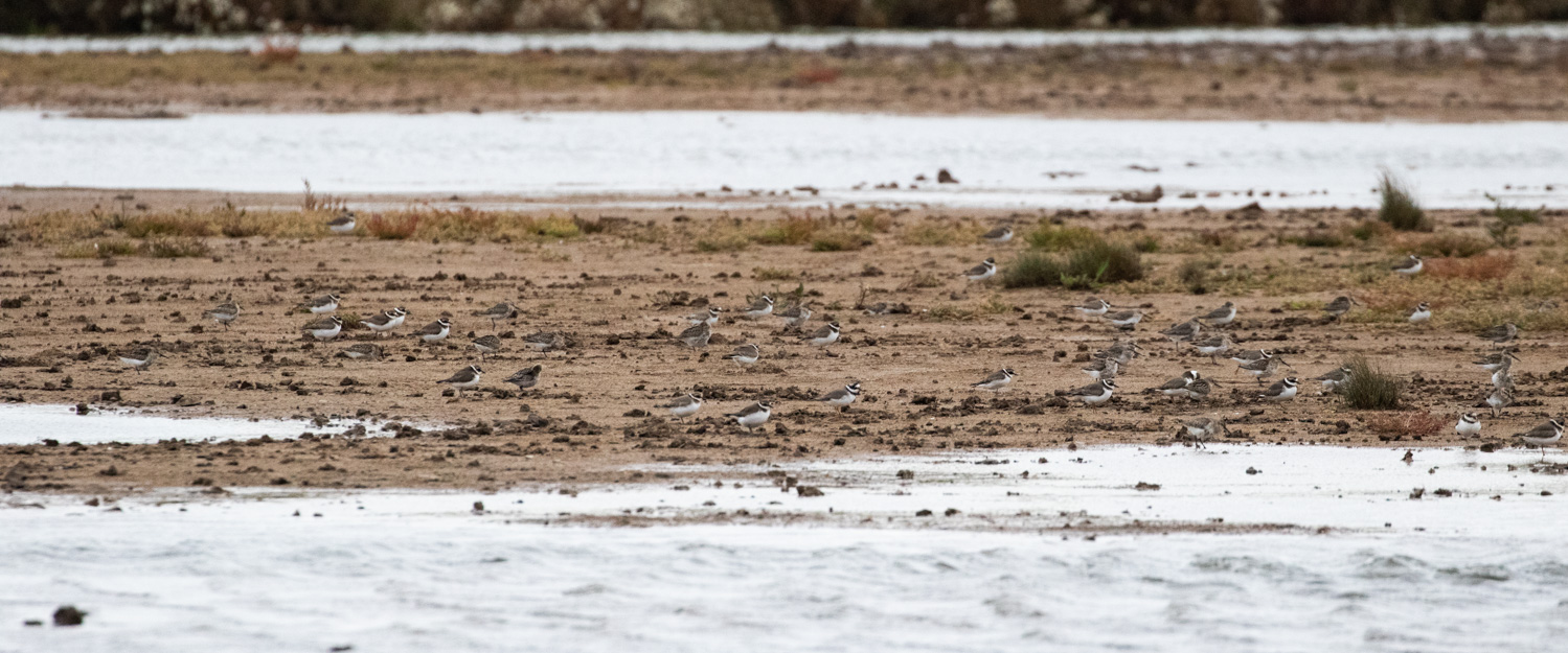 Distant Ringed Plovers and Dunlin