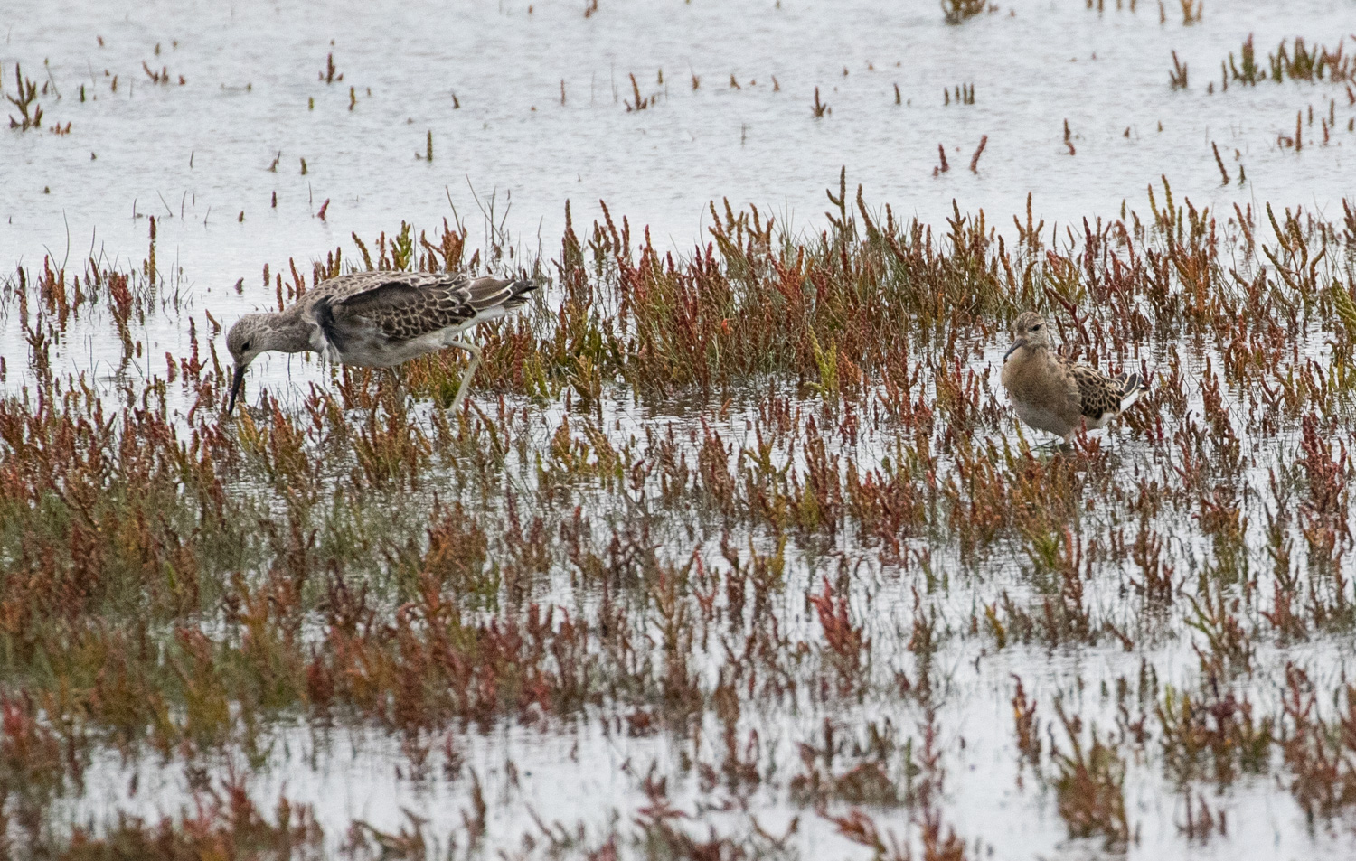 Ruff showing quite extreme size variation