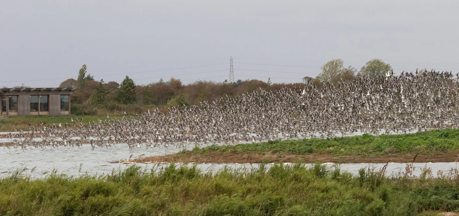 Black-tailed Godwit flock at the visitor centre at Frampton Marsh RSPB
