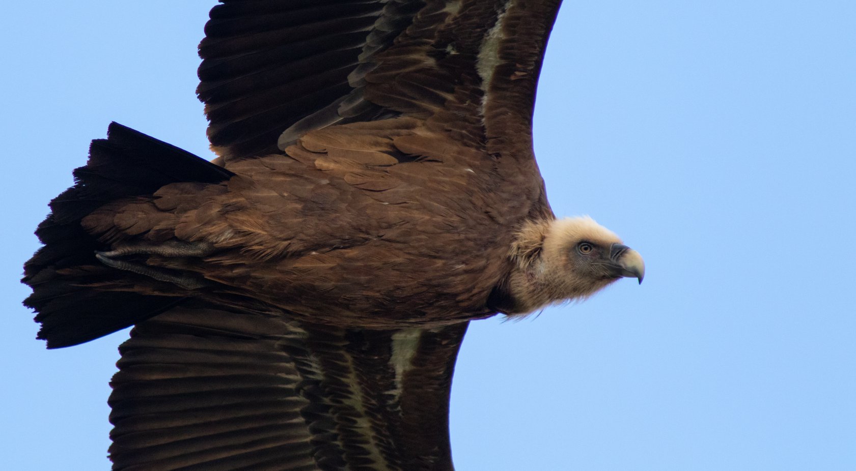 Eurasian Griffon Vulture, Los Barrios dump, Martin Loftus