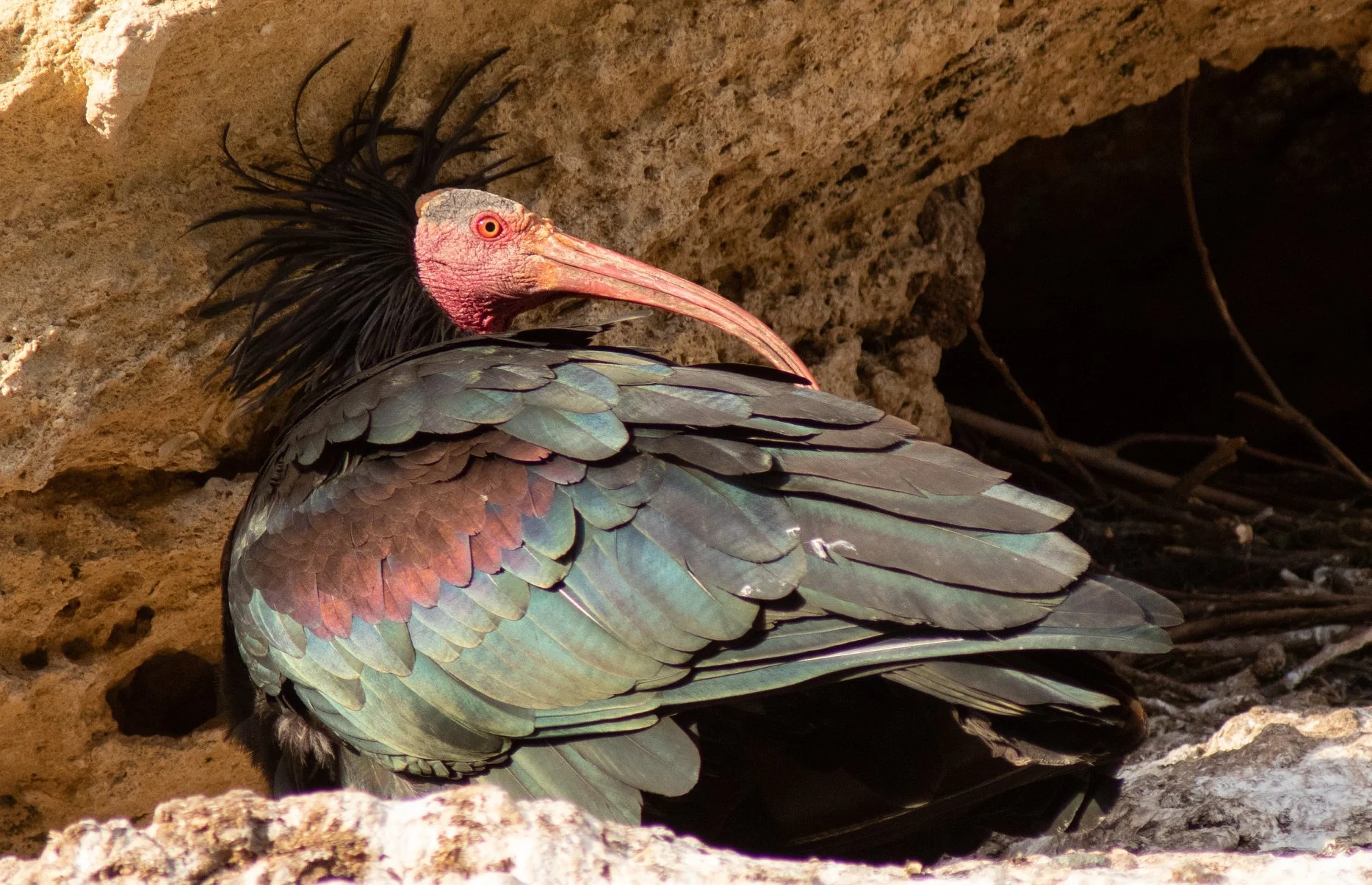 Northern Bald Ibis, Vejer de la Frontera, Martin Loftus