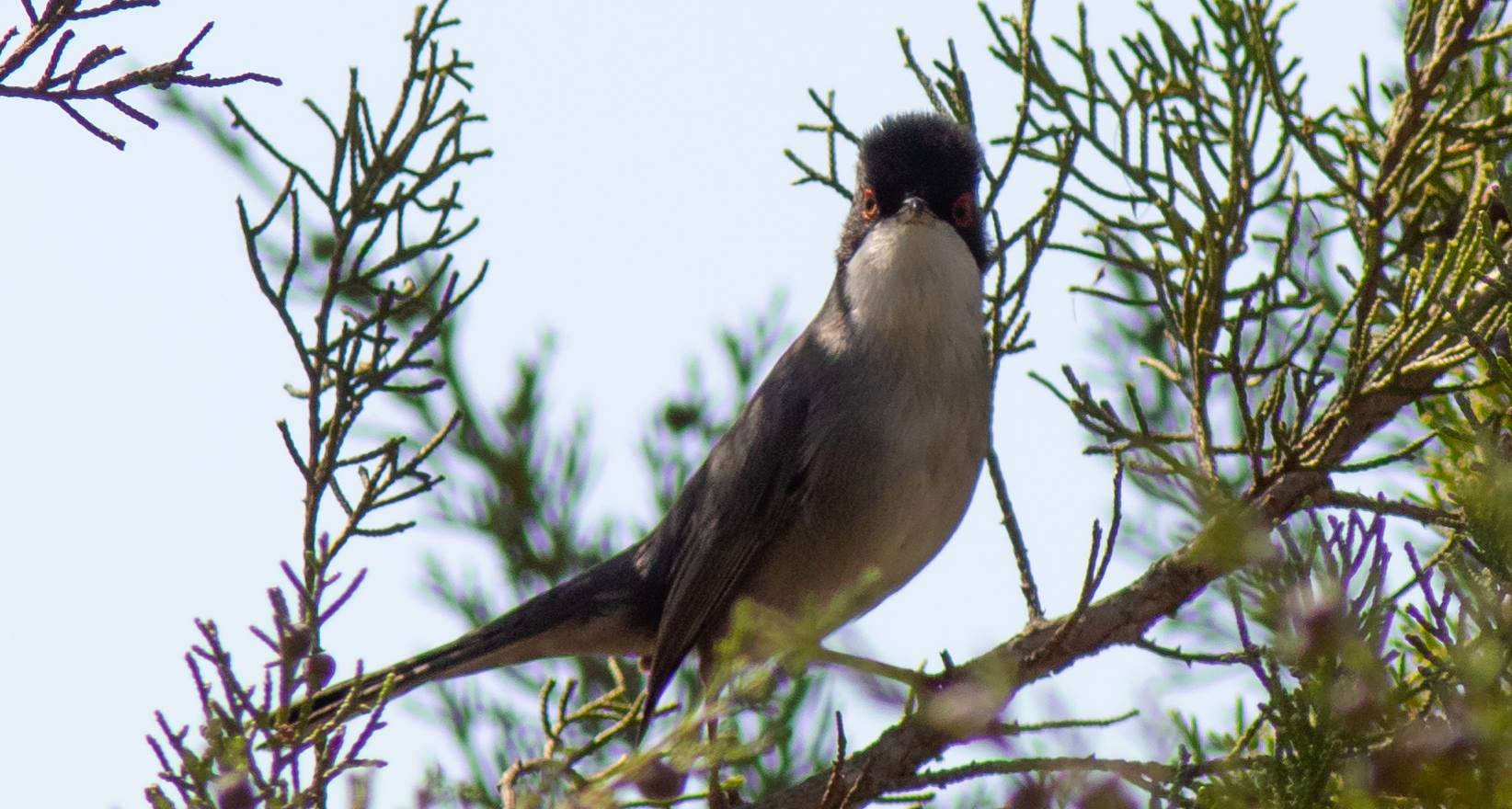 Sardinian Warbler, Laguna del Tarelo, M Loftus