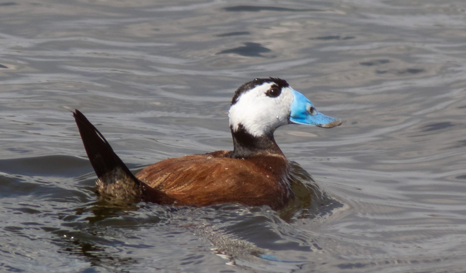 White-headed Duck, Laguna del Tarelo, M Loftus