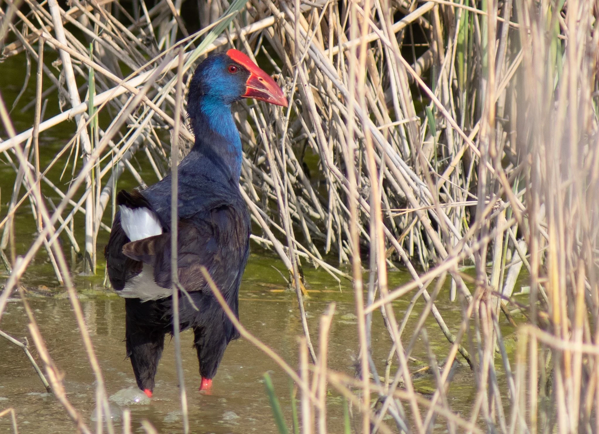 Look at the legs on this Purple Swamphen at Sanlucar de Barrameda, Martin Loftus