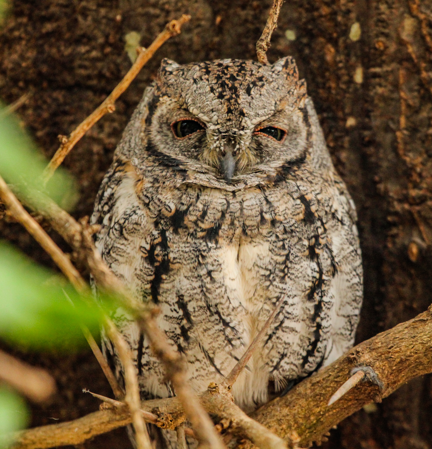African Scops Owl, Satara