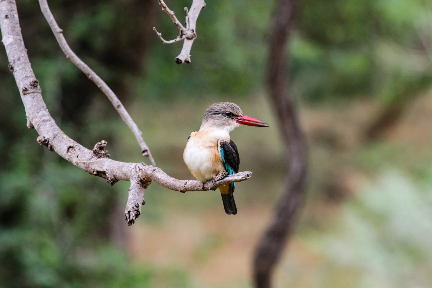 Brown-hooded Kingfisher, Punda Maria