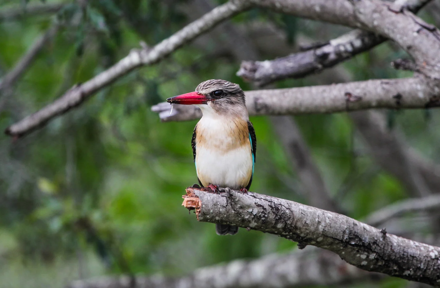 Brown-hooded Kingfisher, Punda Maria