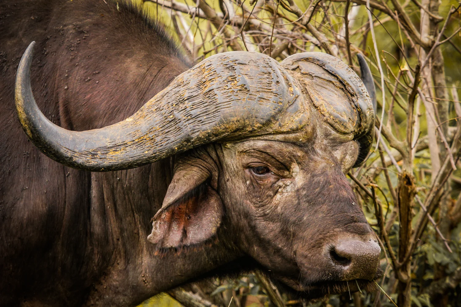 Cape Buffalo, Satara