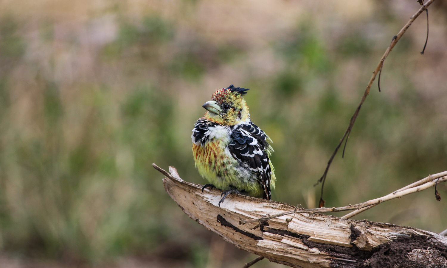 Crested Barbet, Kruger
