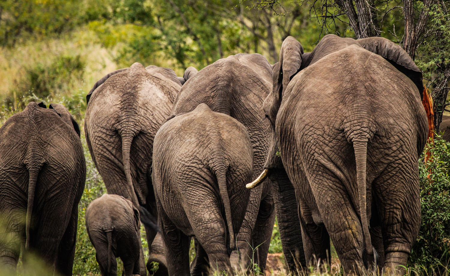 Elephant Family, Olifants