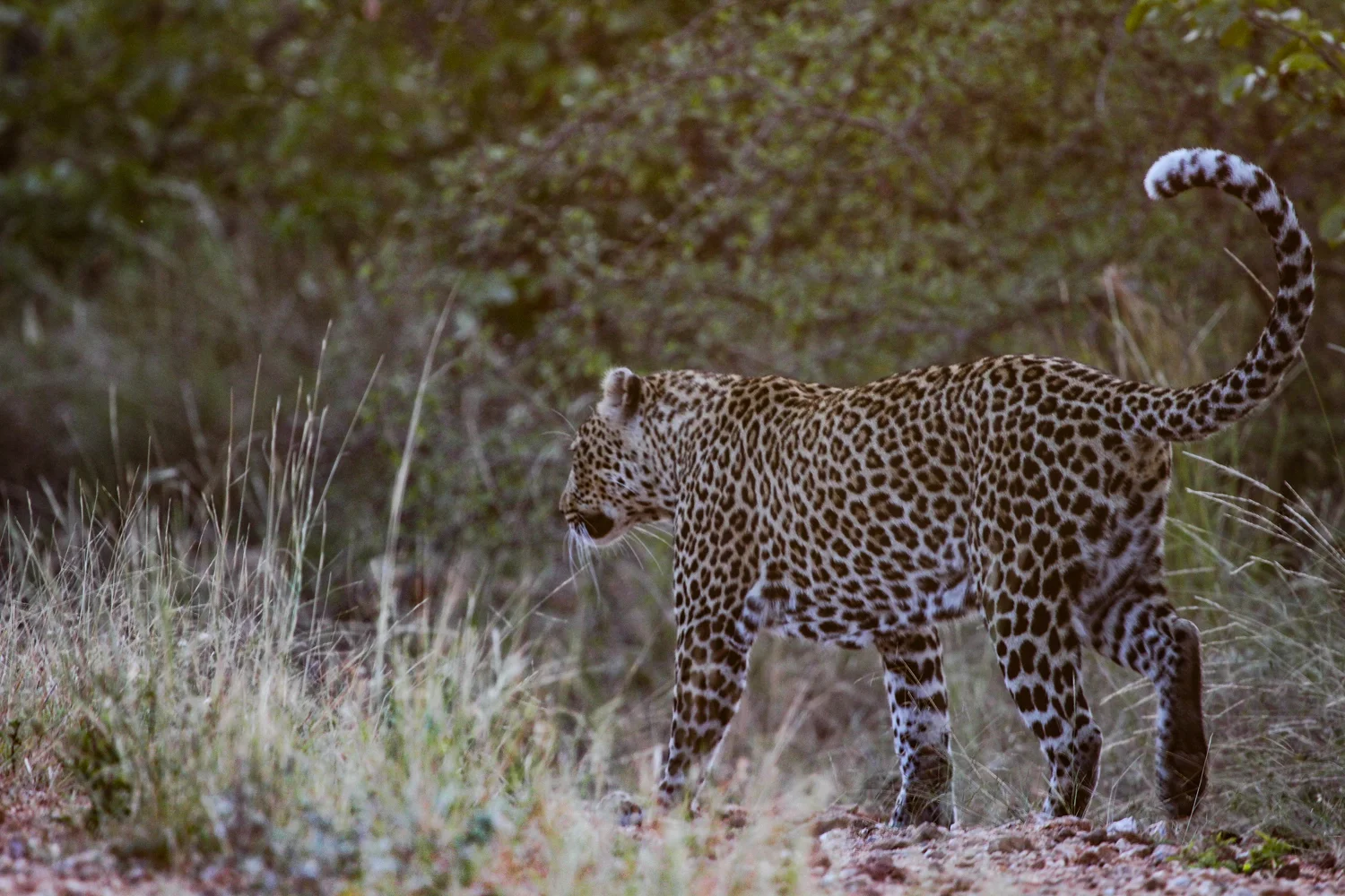 Leopard, Shimuwini