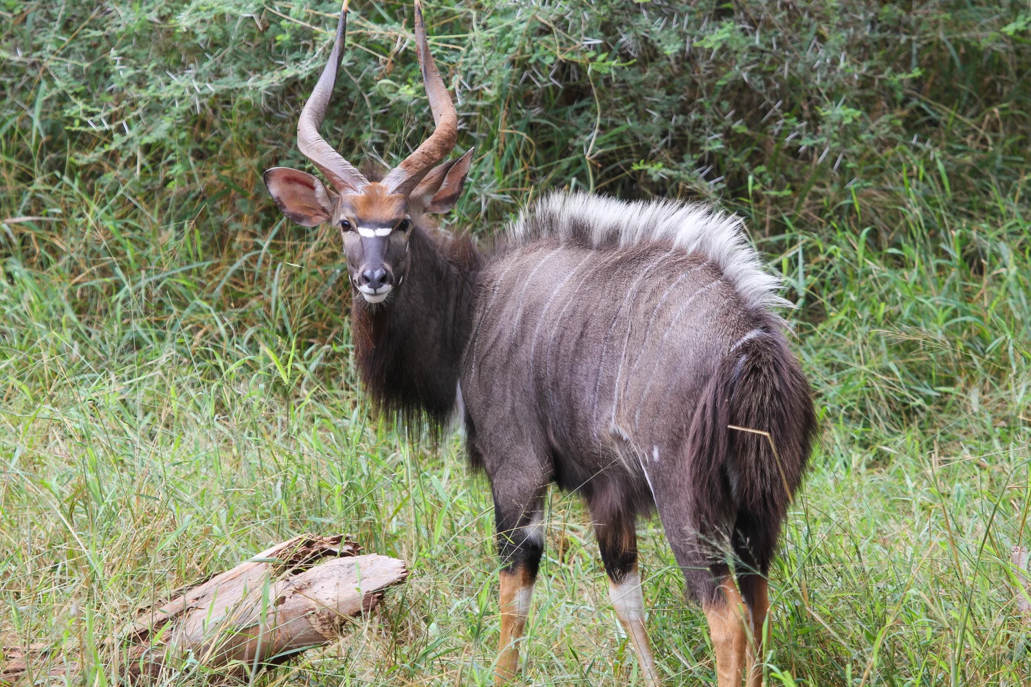 Nyala, Pafuri