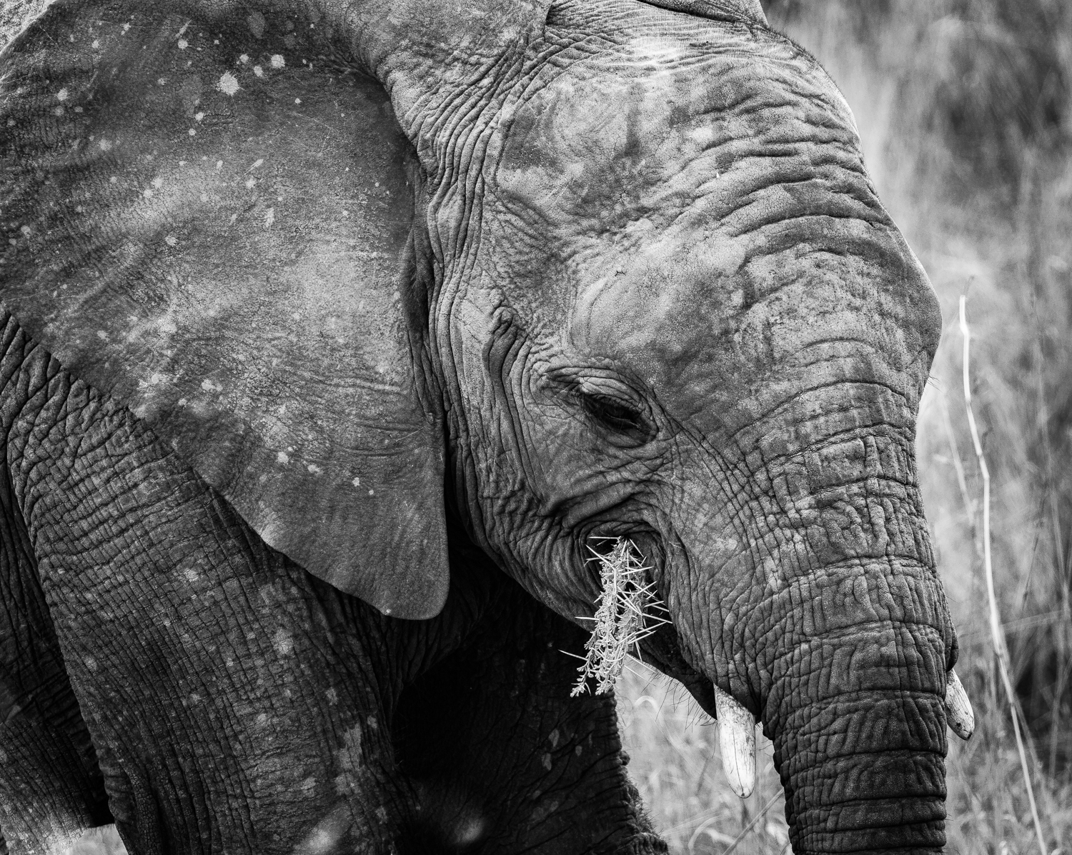 Elephant, Pilanesberg, South Africa