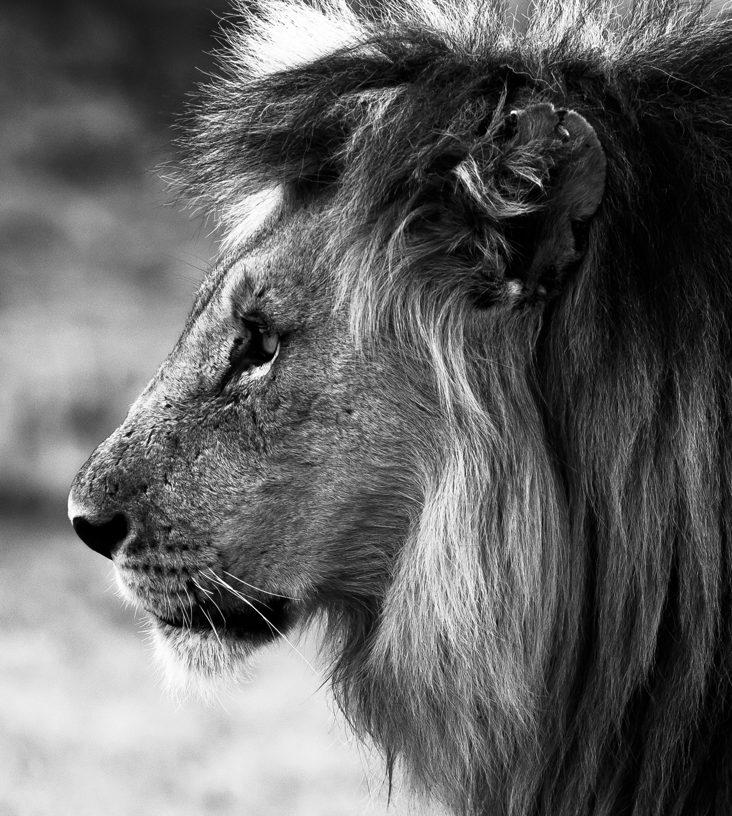 Male Lion, Black Rhino Lodge, South Africa