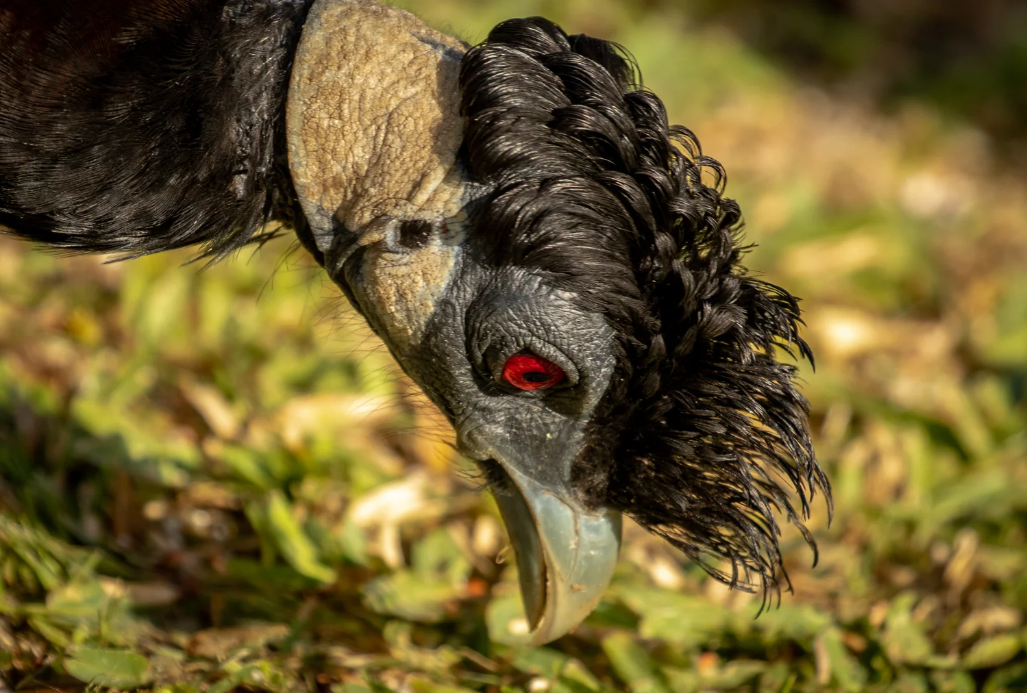 Crested Guineafowl, St Lucia