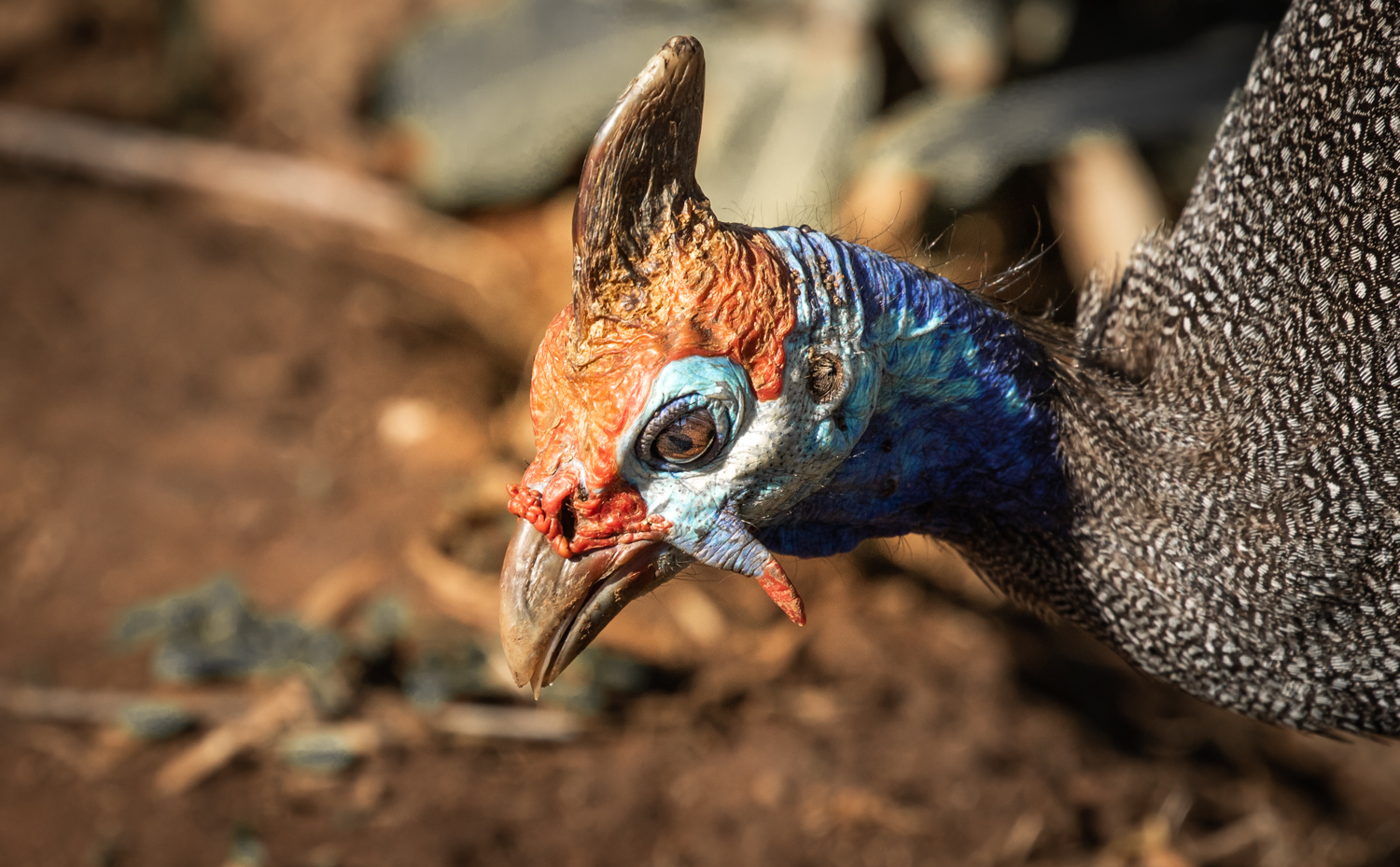 Helmeted Guineafowl, Pilanesberg