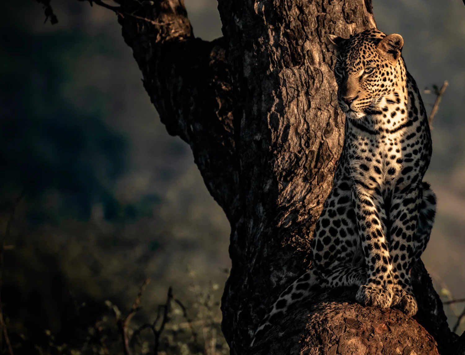 Leopard, Kwa Maritane