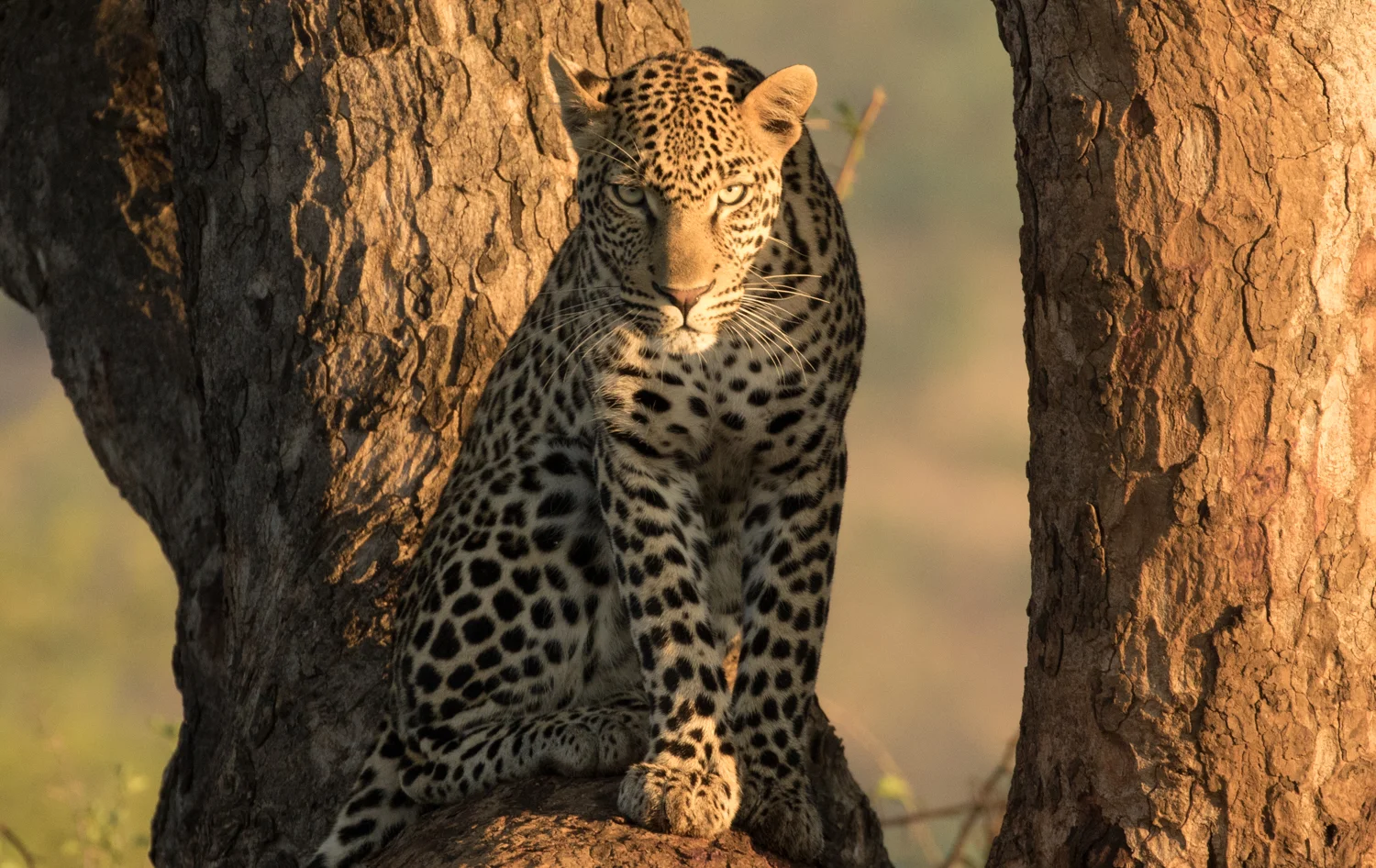 Leopard, Kwa Maritane