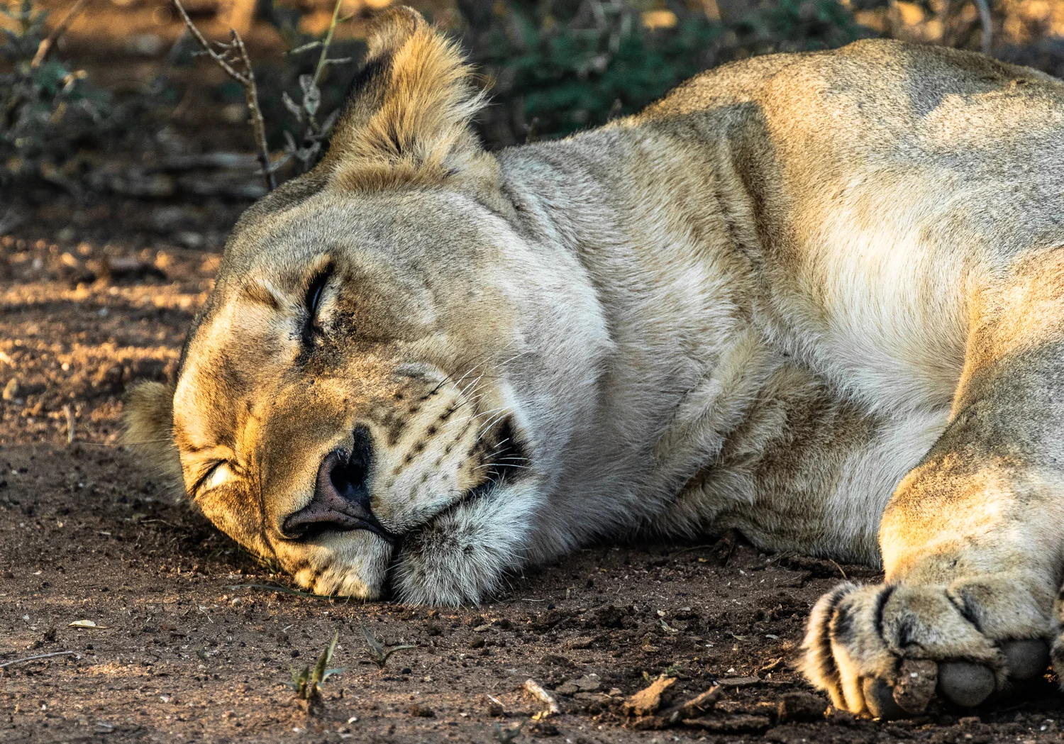 Lion, Black Rhino Lodge