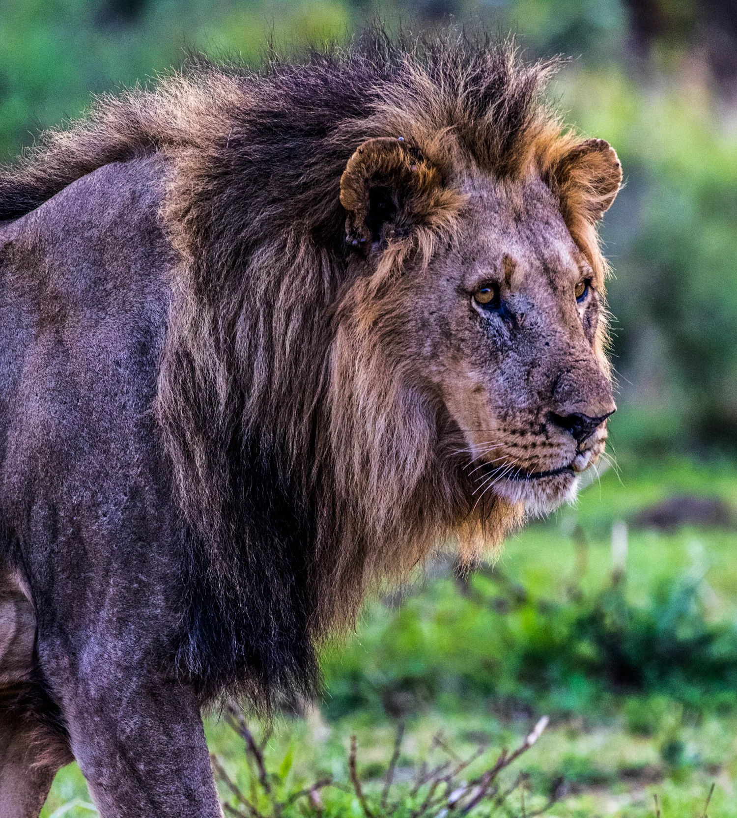 Lion, Black Rhino Lodge