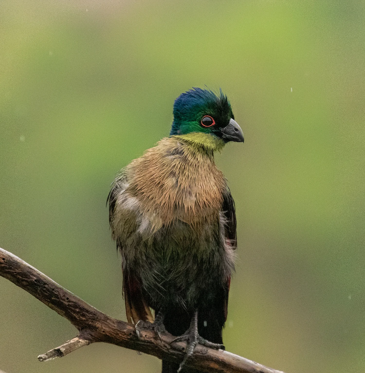 Purple Turaco, Rorke's Drift