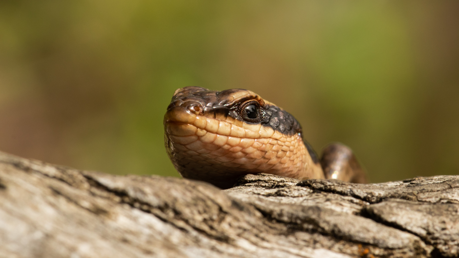 Striped Skink, St Lucia