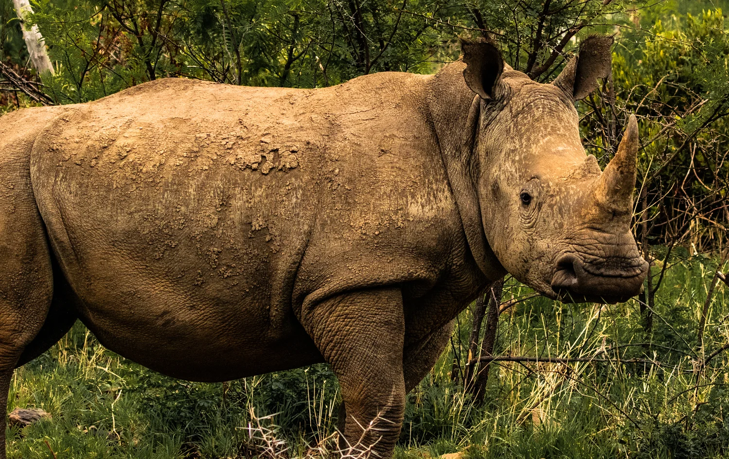 White Rhino, Pilanesberg
