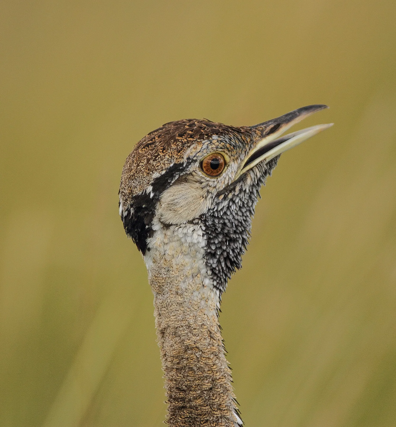 Black-bellied Bustard, Masai Mara