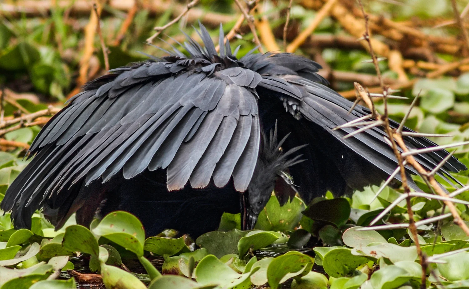 Black Heron, Lake Naivasha