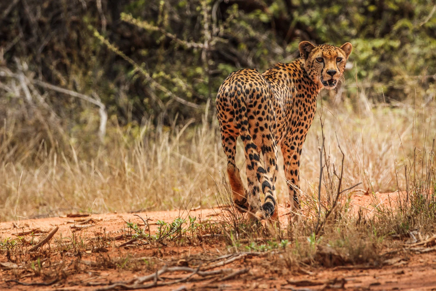Cheetah, Tsavo East