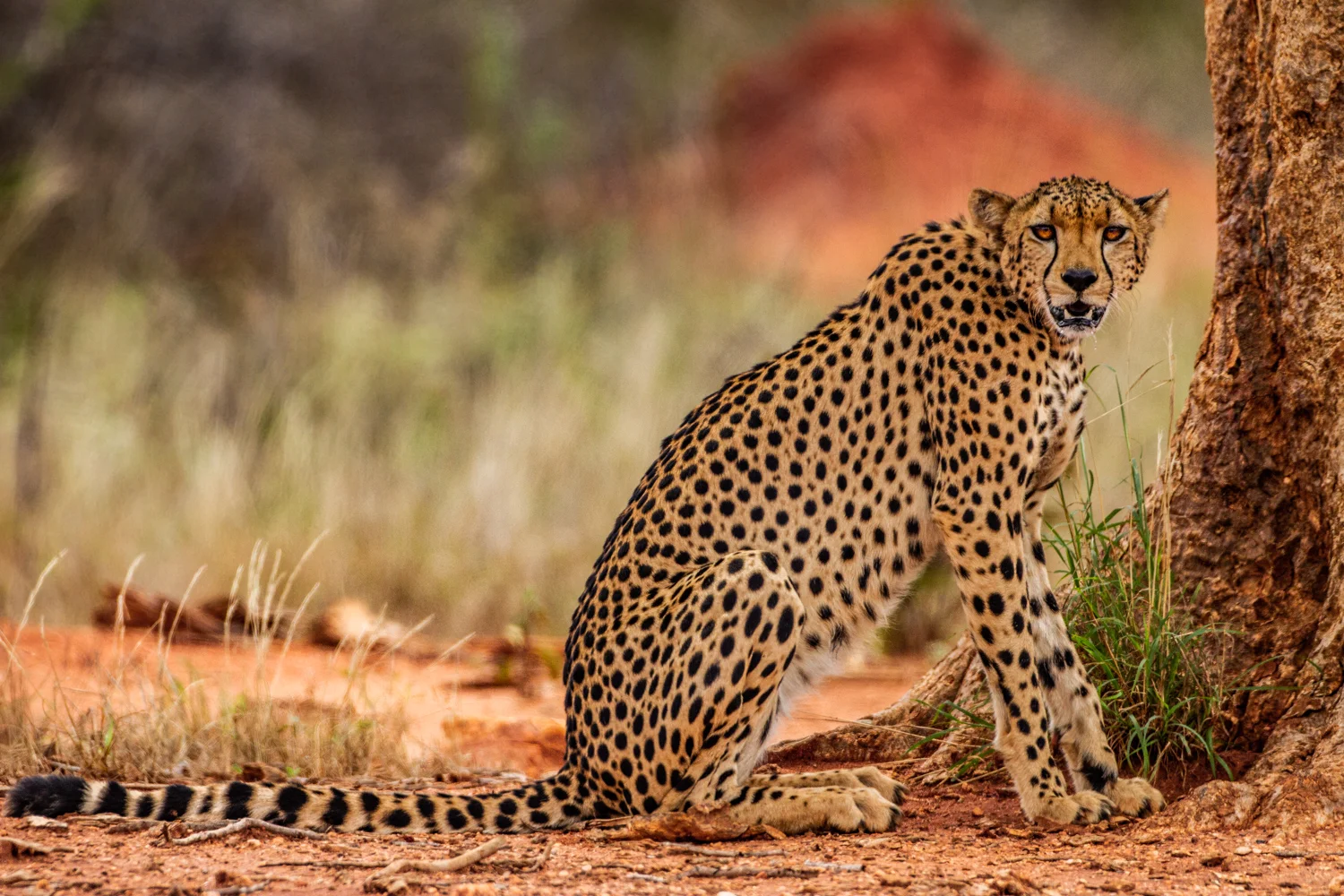 Cheetah, Tsavo East National Park