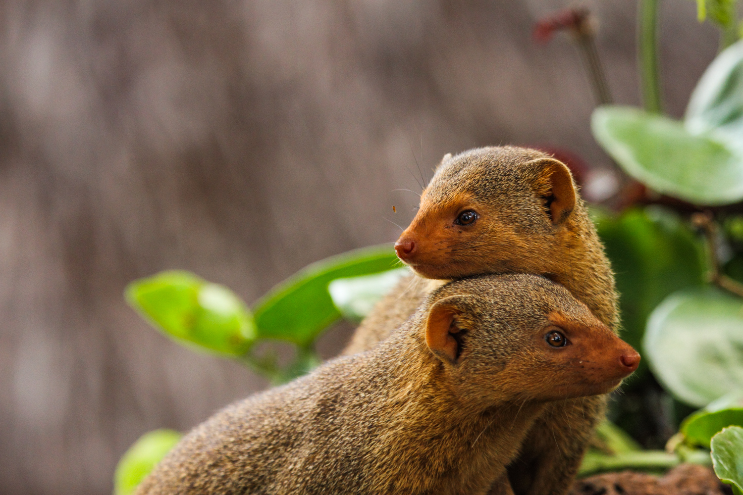 Dwarf Mongoose, Serena, Masai Mara