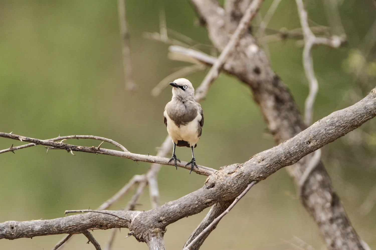 Fischer's Starling, Tsavo East