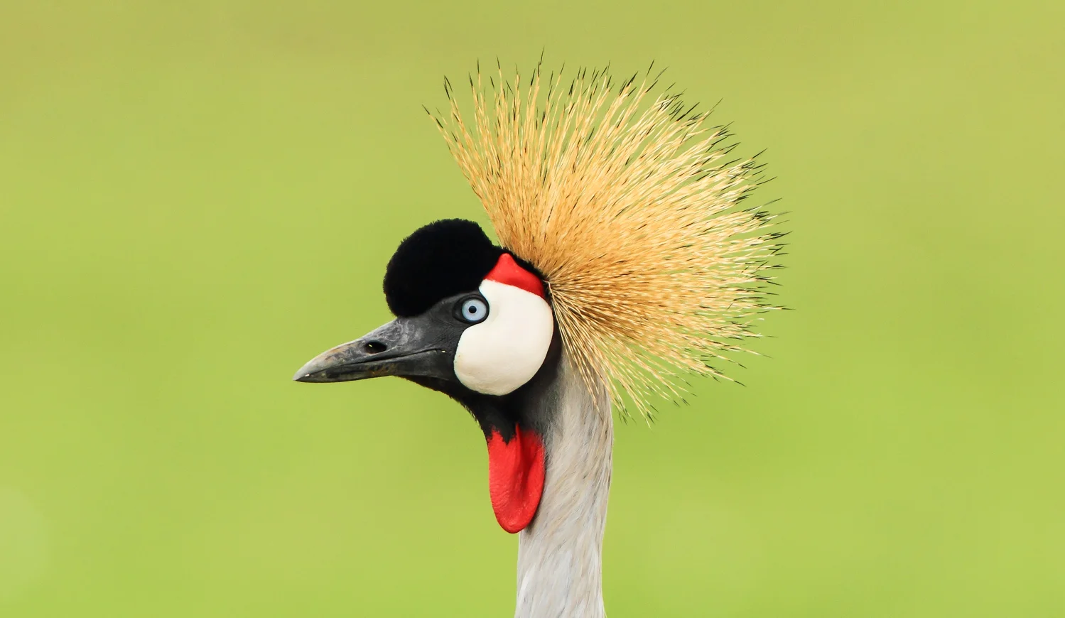 Grey-crowned Crane, Leopard Gorge