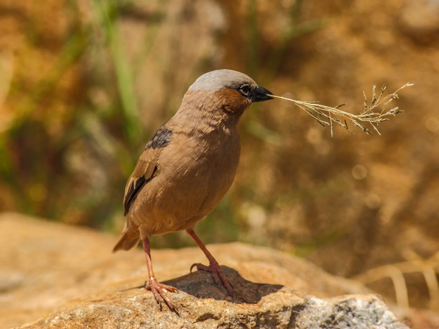Grey-capped Social Weaver, Mara Bridge