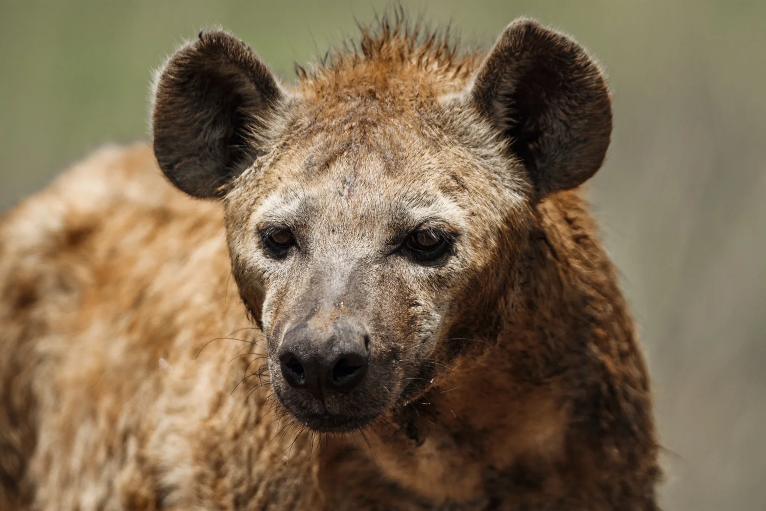 Spotted Hyena, Talek River