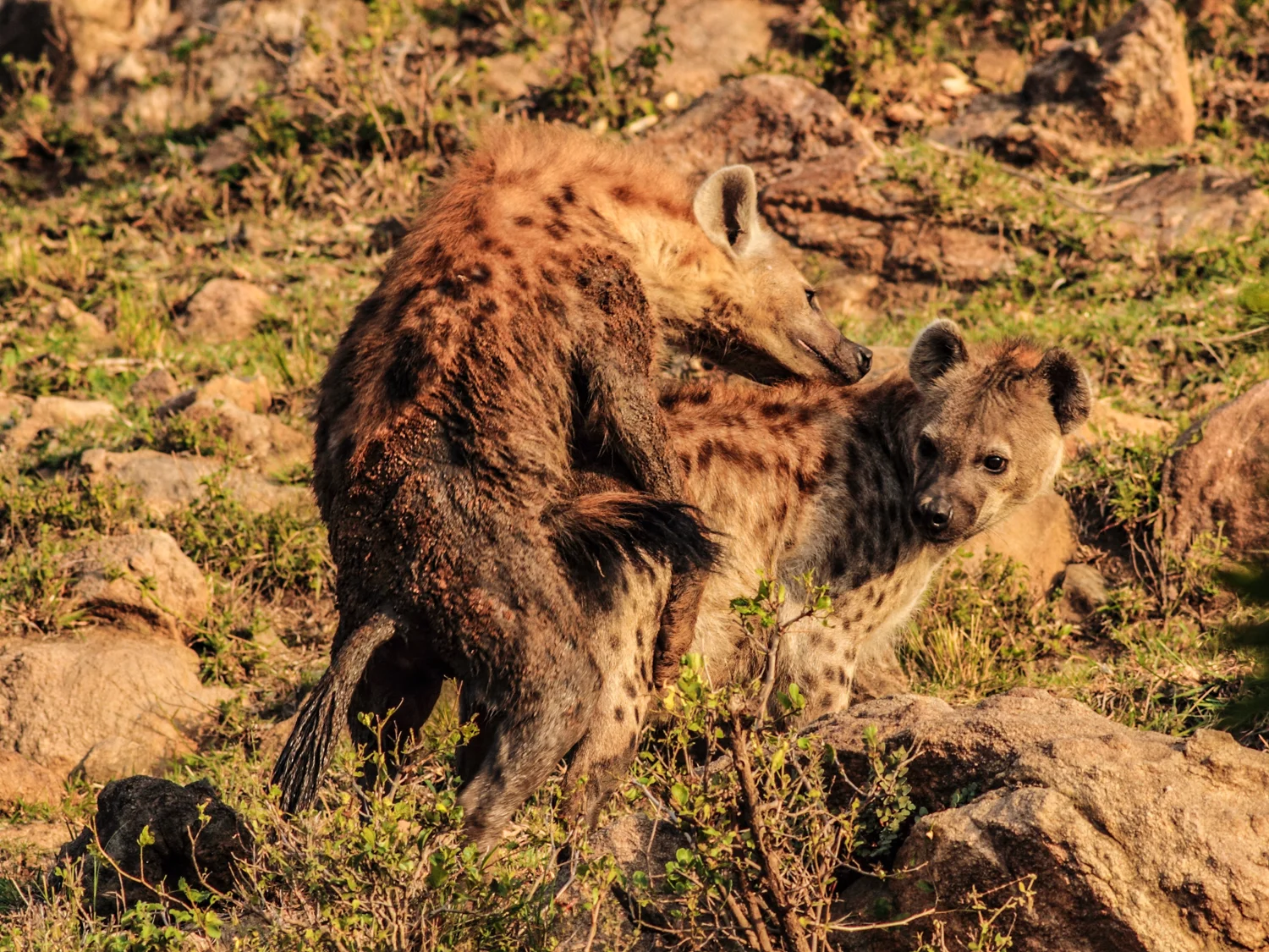 Hyena Love, Oloololo Gate