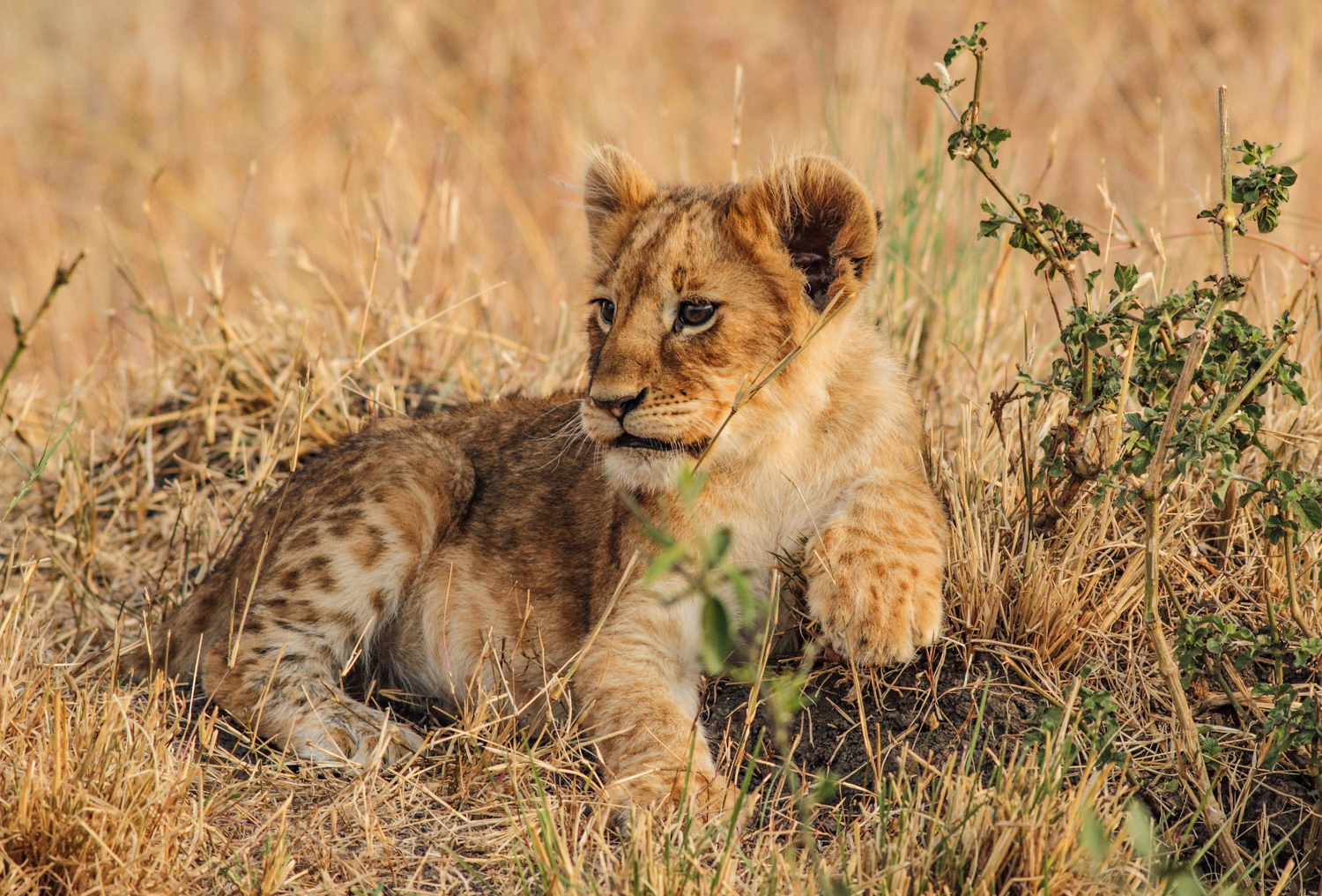 Lion cub, Masai Mara