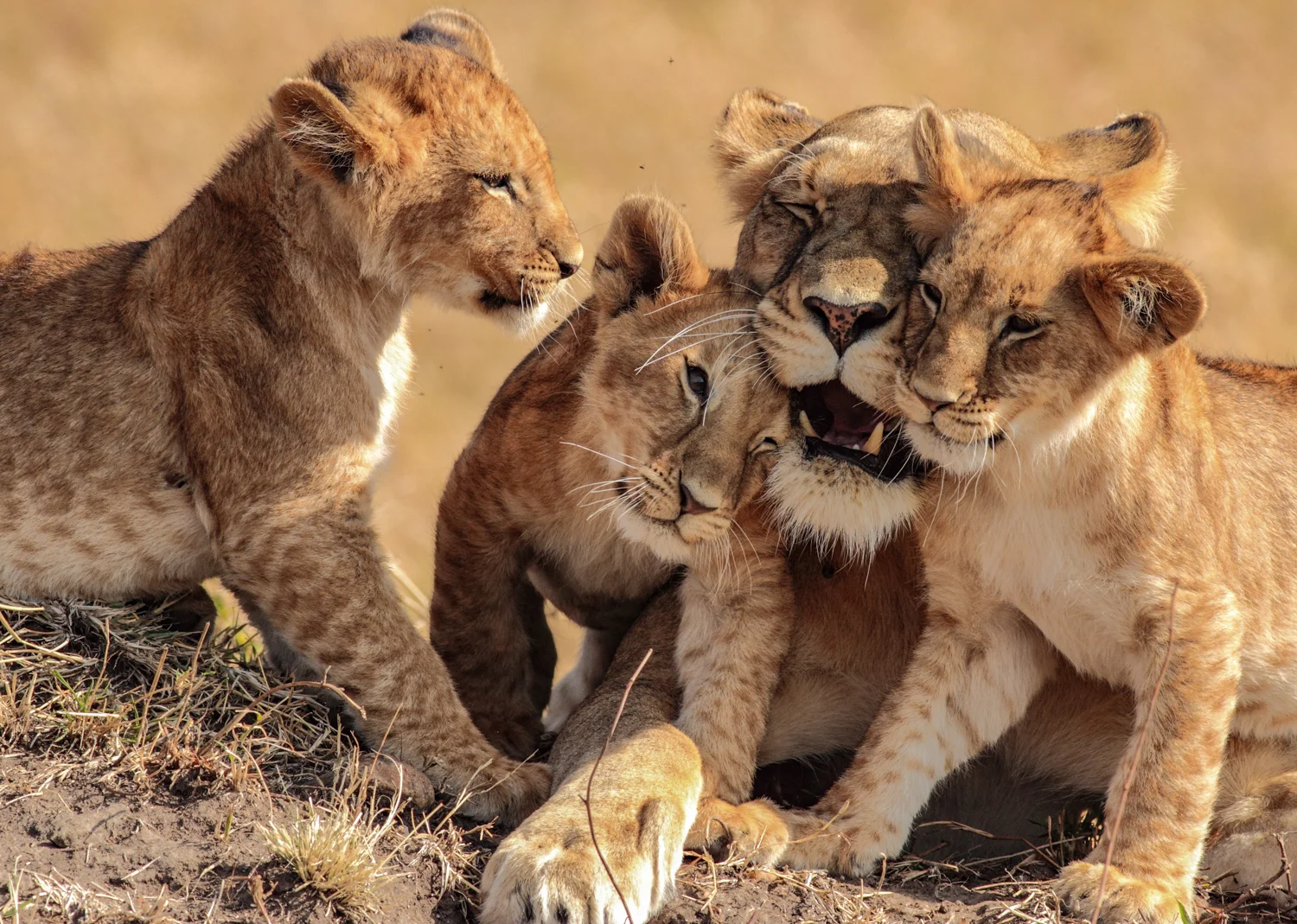 Lion family, Oloololo, Mara