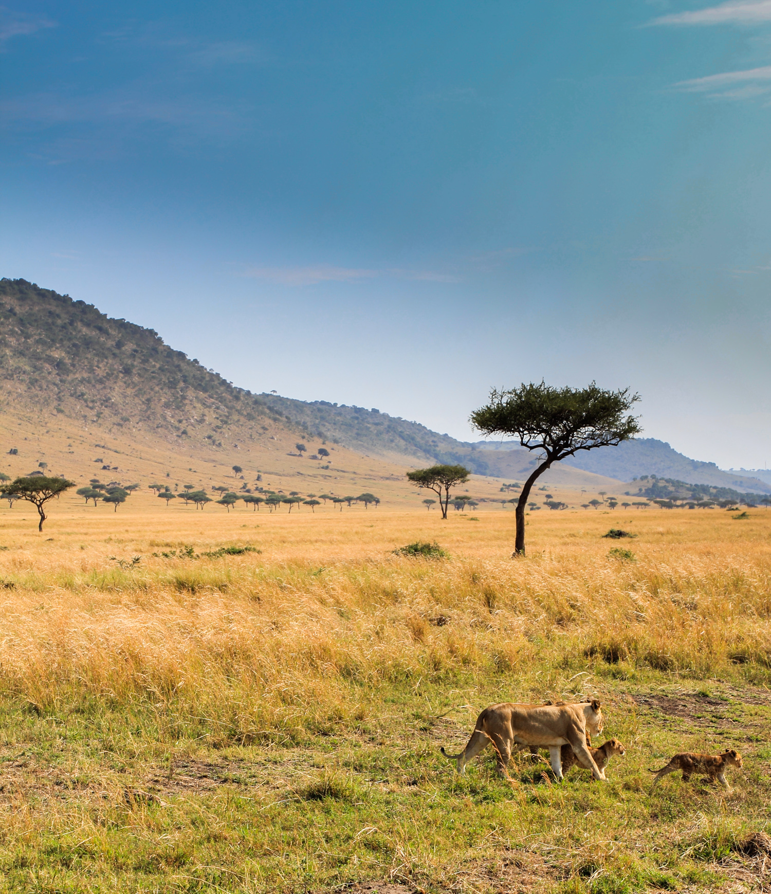 Lion family, Oloololo, Mara