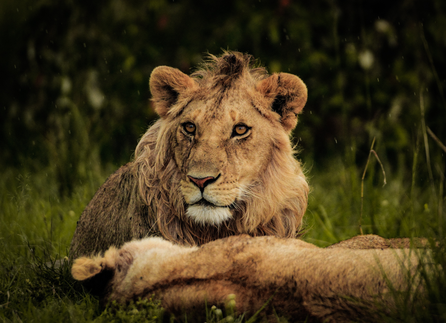 Male Lion, Masai Mara, Kenya
