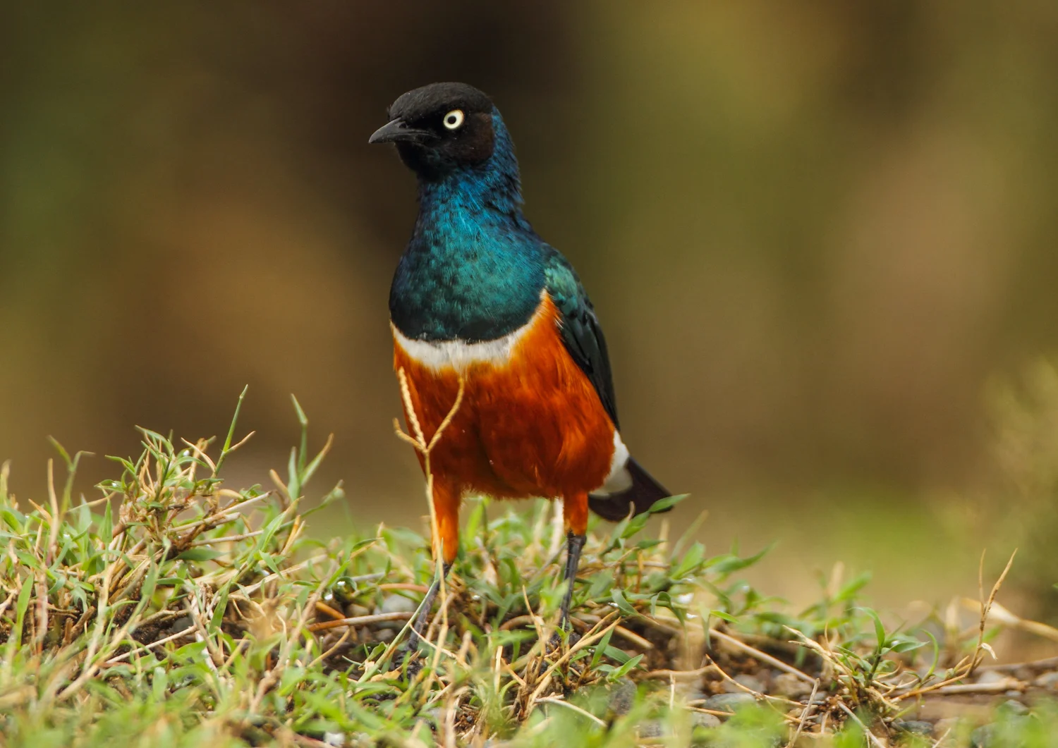 African Superb Starling, Naivasha