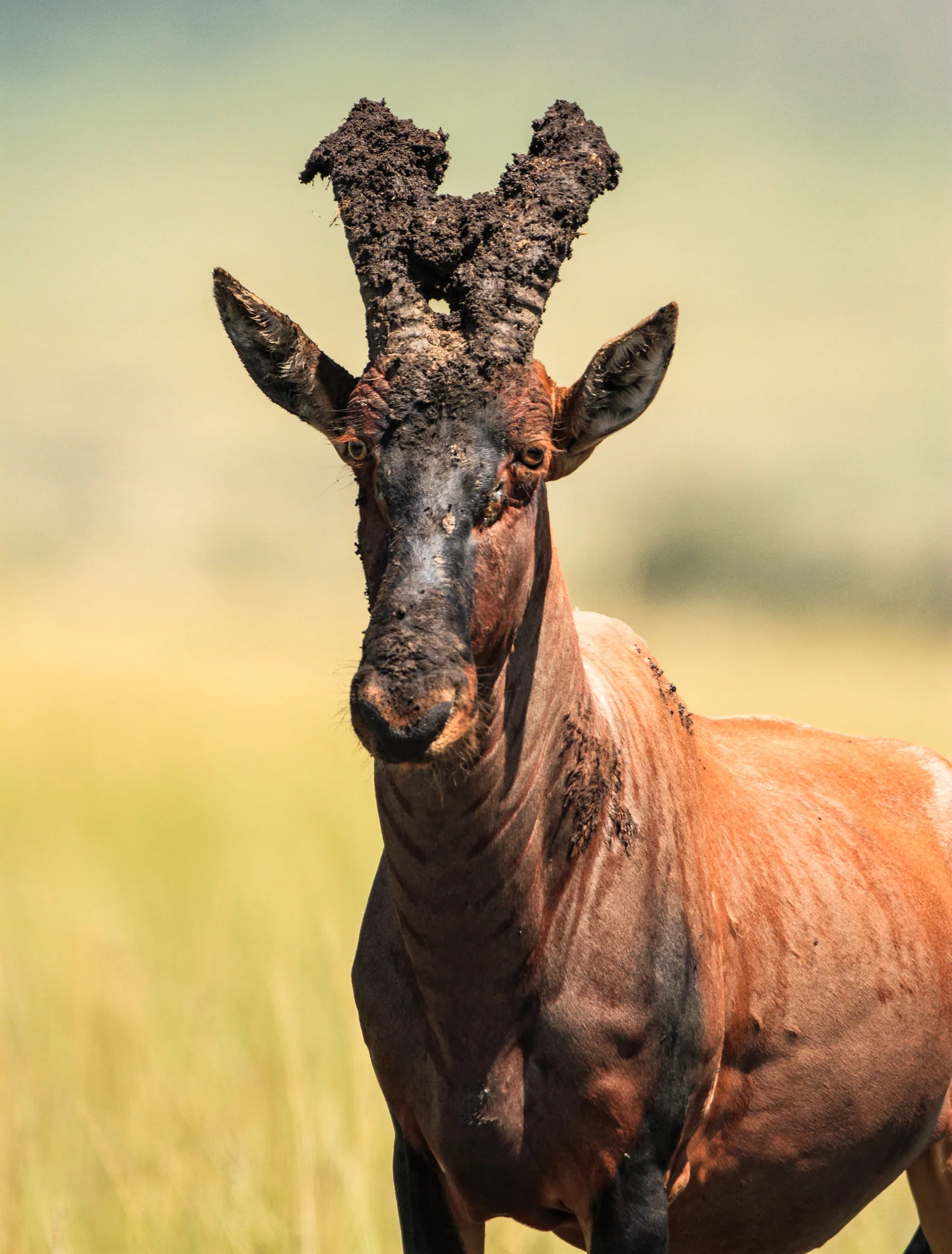 Topi with war paint, Mara