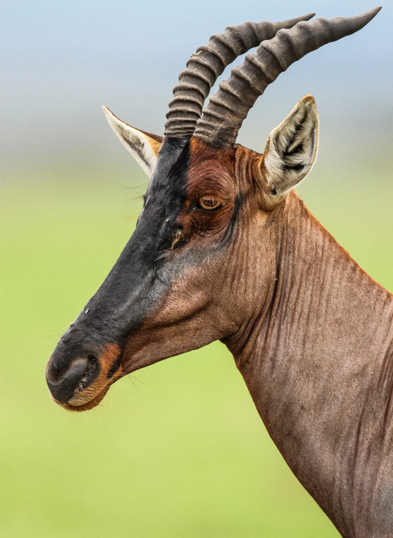 Topi, Masai Mara