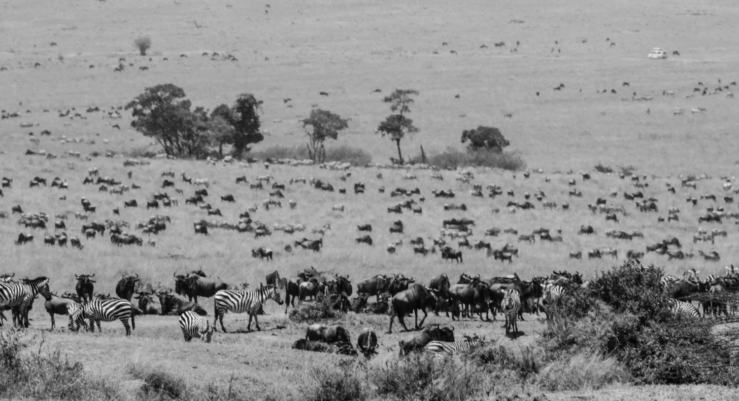Plains Game, Masai Mara