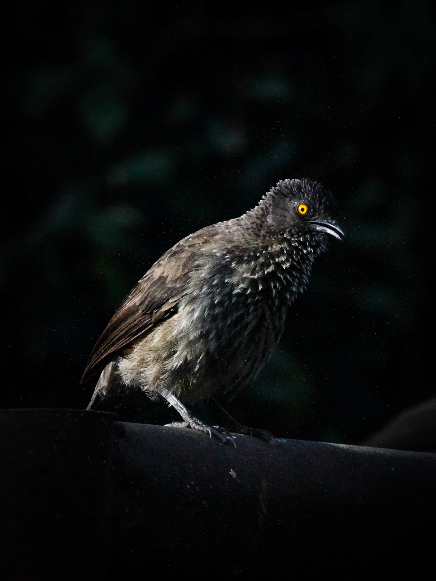 Black-lored Babbler, Naivasha
