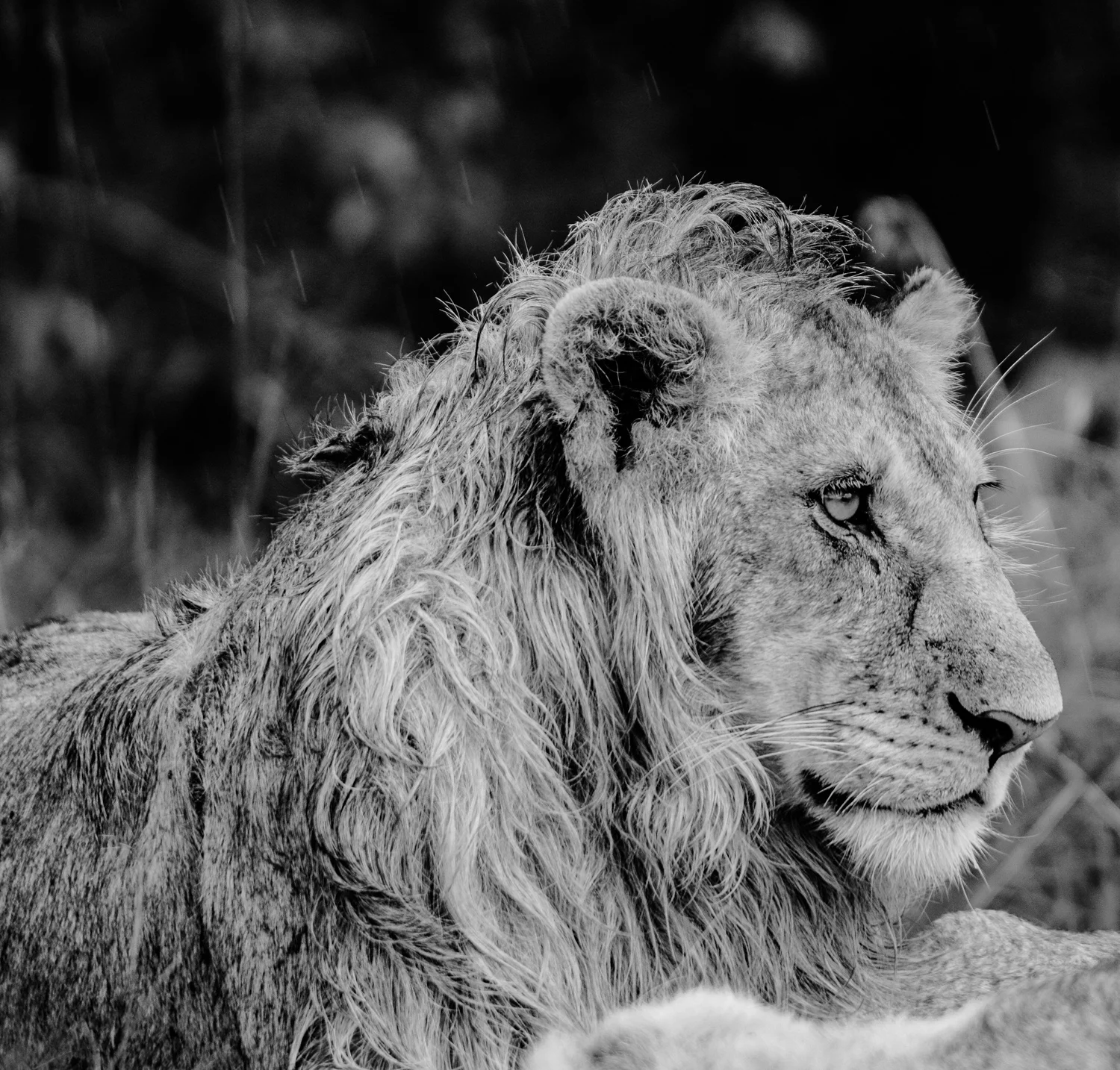 Male Lion, Masai Mara, Kenya