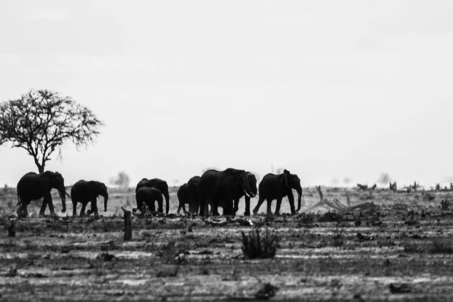 Elephants looking for water, Tsavo East