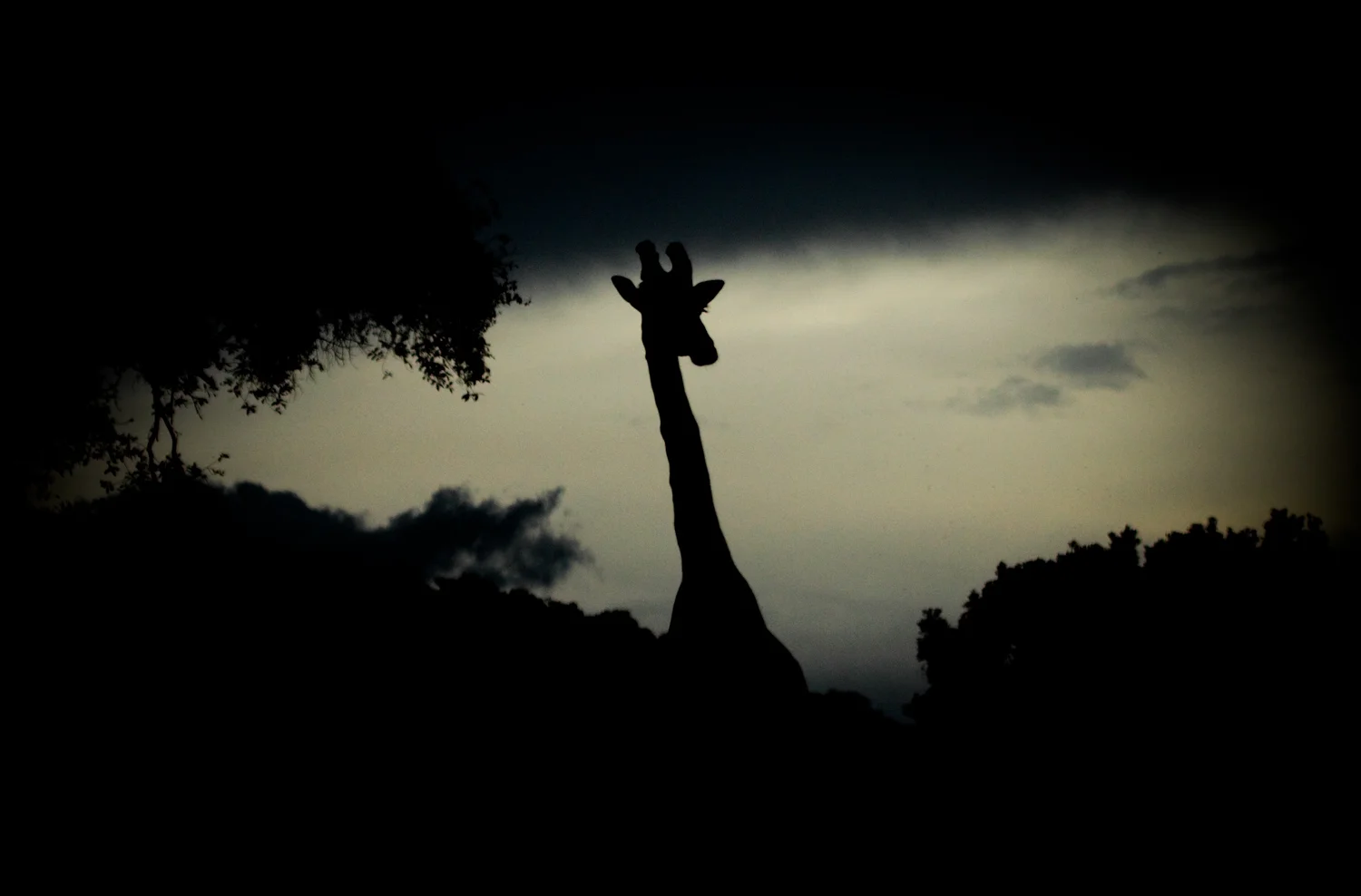 Giraffe Silhouette, Masai Mara