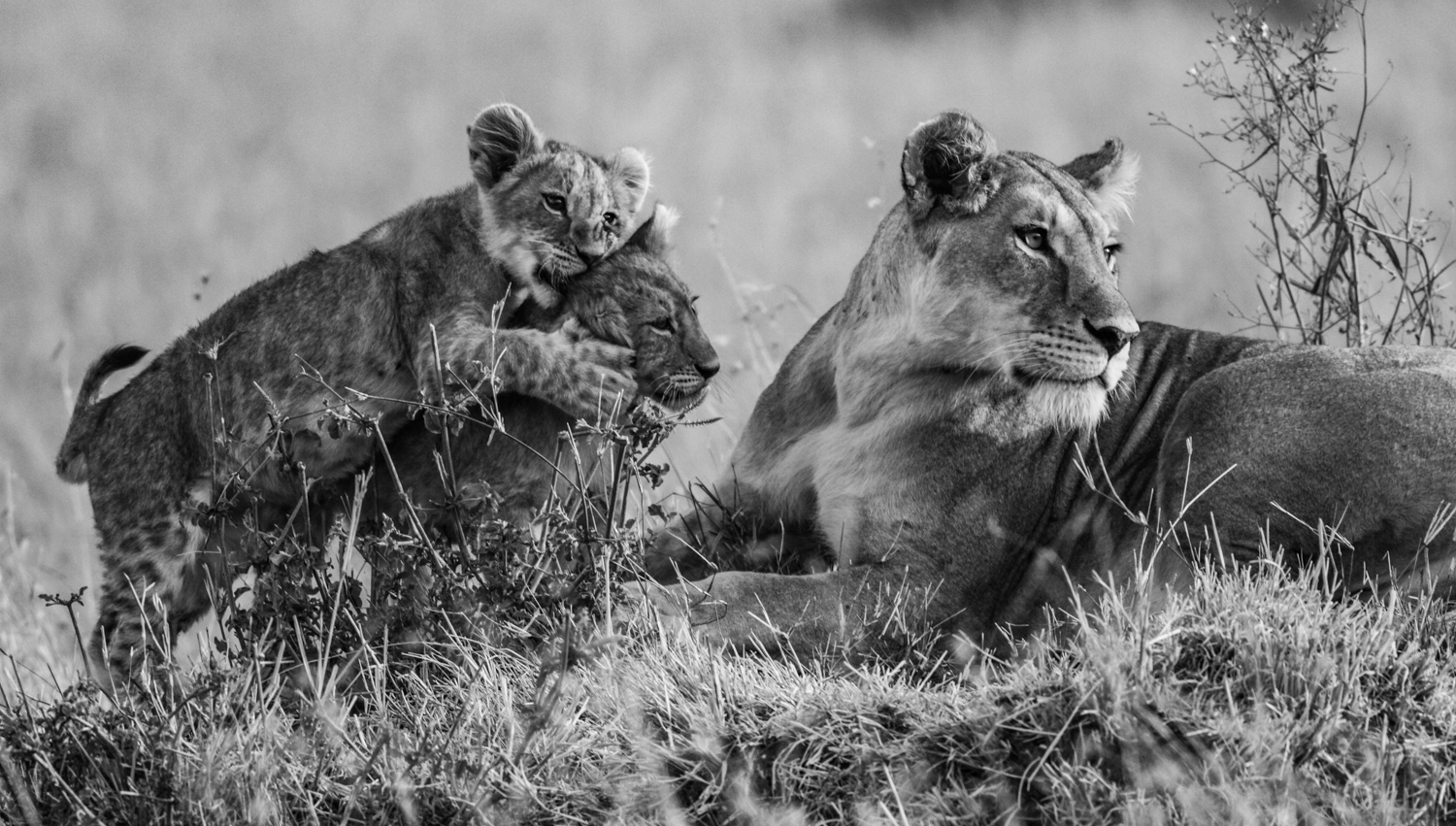 Lion family, Oloololo, Mara